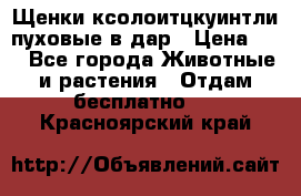 Щенки ксолоитцкуинтли пуховые в дар › Цена ­ 1 - Все города Животные и растения » Отдам бесплатно   . Красноярский край